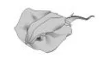 Stingray