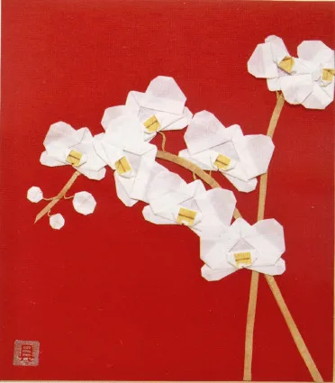 Moth Orchid