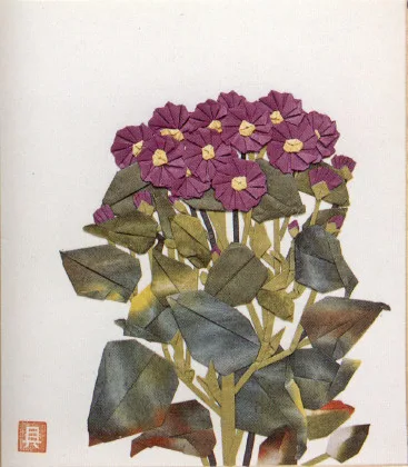 Cineraria
