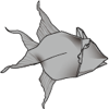 Queen triggerfish