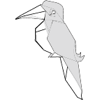 Exotic bird