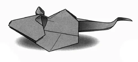 Rat