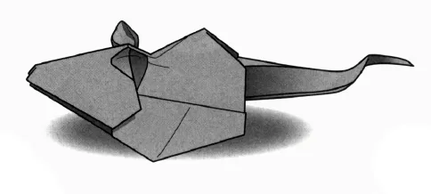 Rat
