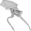 Cuttlefish