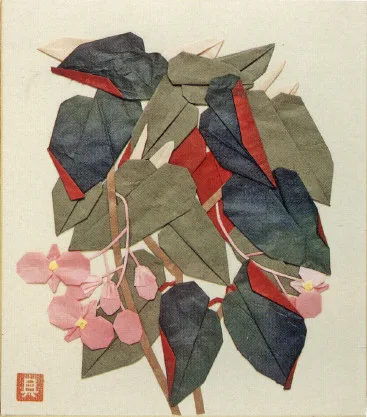 Begonia