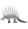 Dimetrodon skeleton