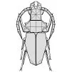 Titan beetle