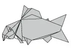 Corydoras