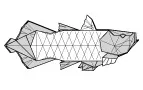 Coelacanth