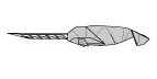 Narwhal