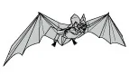 Bat