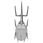 Camellia weevil