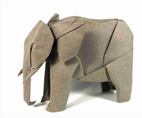 African elephant