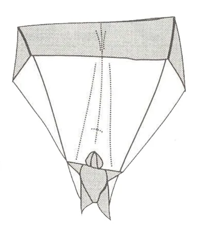 Paraglider