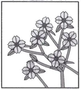 Dogwood blossom