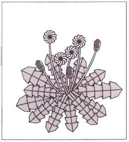 Dandelion