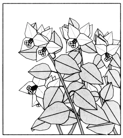 Bougainvillea
