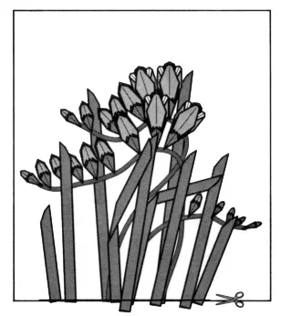 Freesia