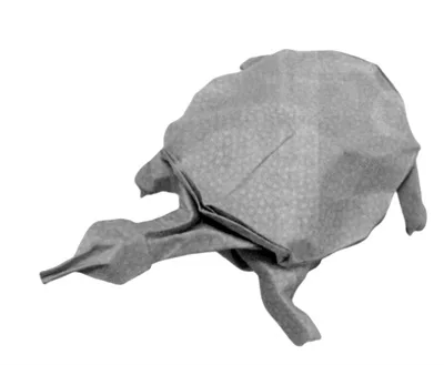 Turtle - soft-shelled