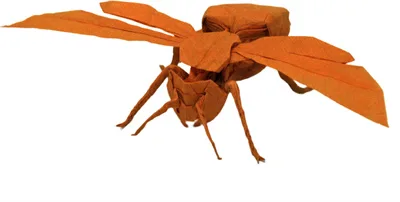 Wasp
