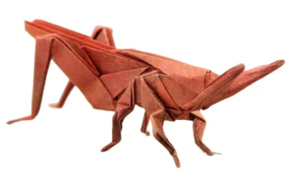 Oriental longheaded locust