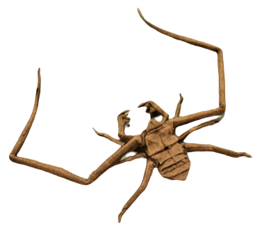 Whip spider