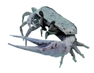 Fiddler crab
