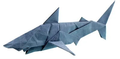 Shark