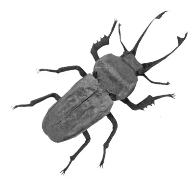 Phalacrognathus muelleri II