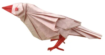 Java sparrow