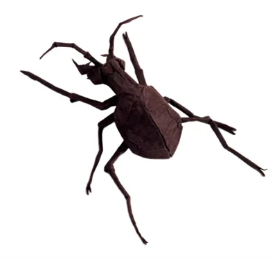 Tiger beetle