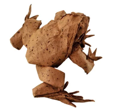 Toad