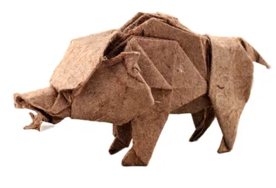Wild boar