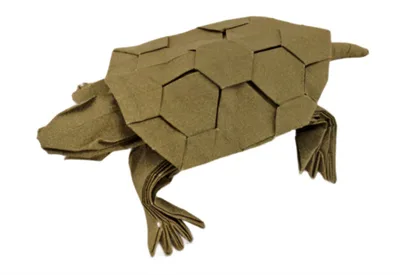 Tortoise