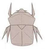 Japanese horned beetle (female)