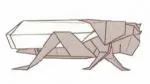 Asiatic locust