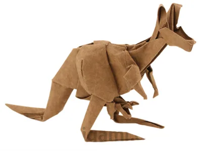 Kangaroo 2013