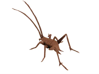 Camel Cricket
