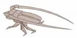 Longhorn beetle