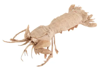 Squilla