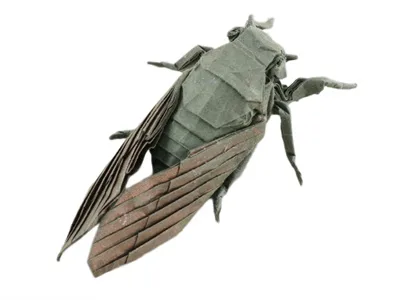 Cicada