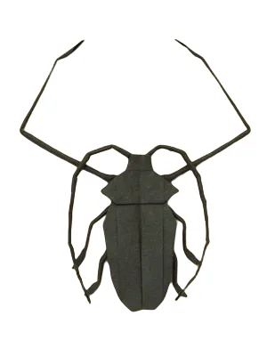 Acrocinus longimanus