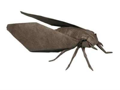 Classical cicada Opus 676