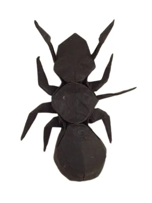 Ant