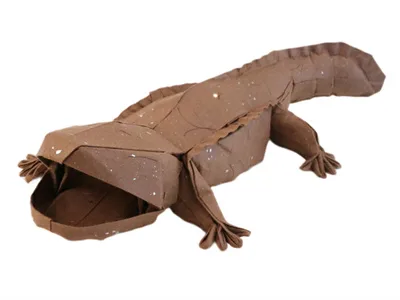 Giant Japanese salamander