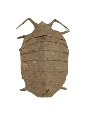 Pillbug