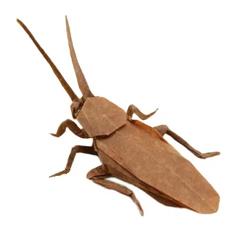 American house cockroach