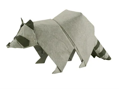 Raccoon