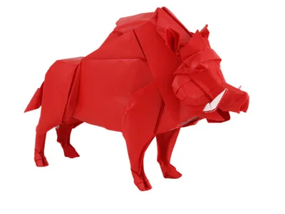 Boar