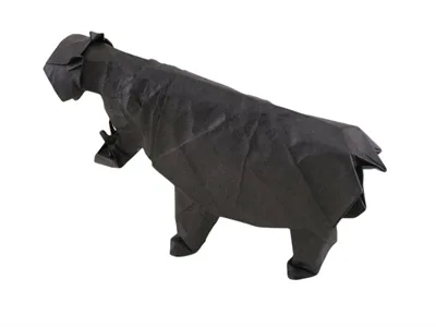 Hippopotamus